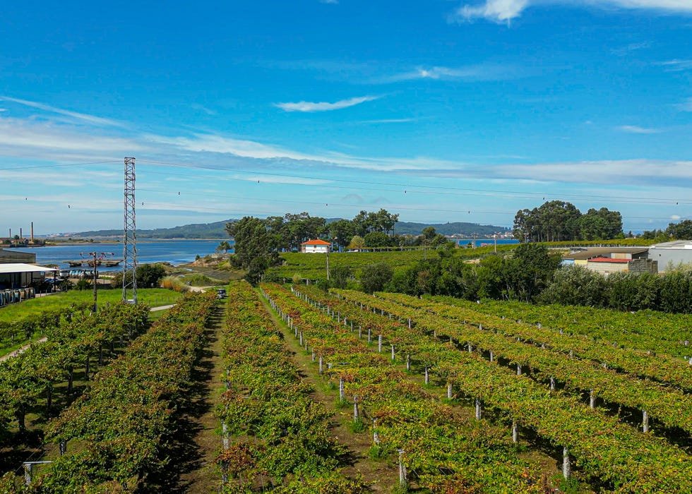 harvest campaign in the rias baixas do in pontevedra